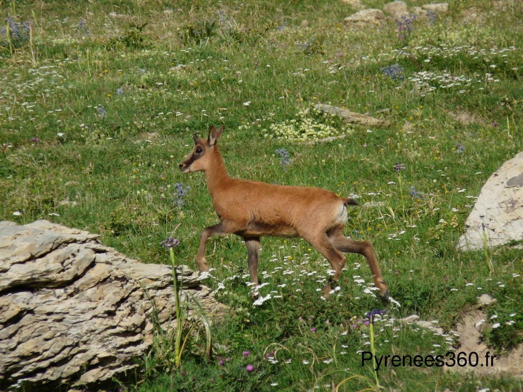 Izards 6