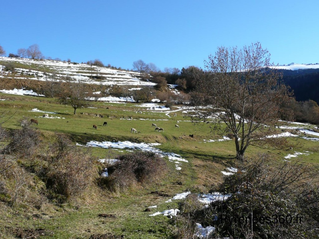 Moutons 1